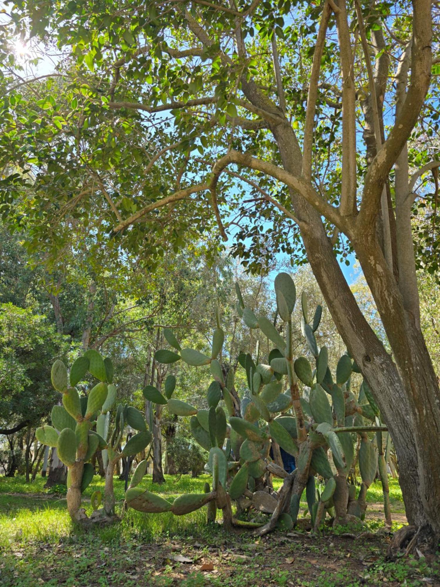 Village Camping Fico D'India Ovile la Marina المظهر الخارجي الصورة